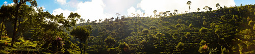 Cultivation in welimada