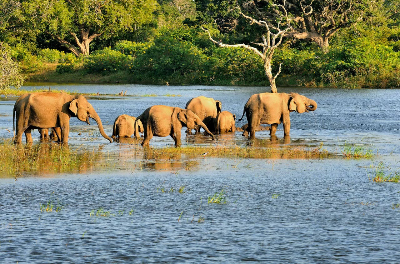 Wildlife Tours