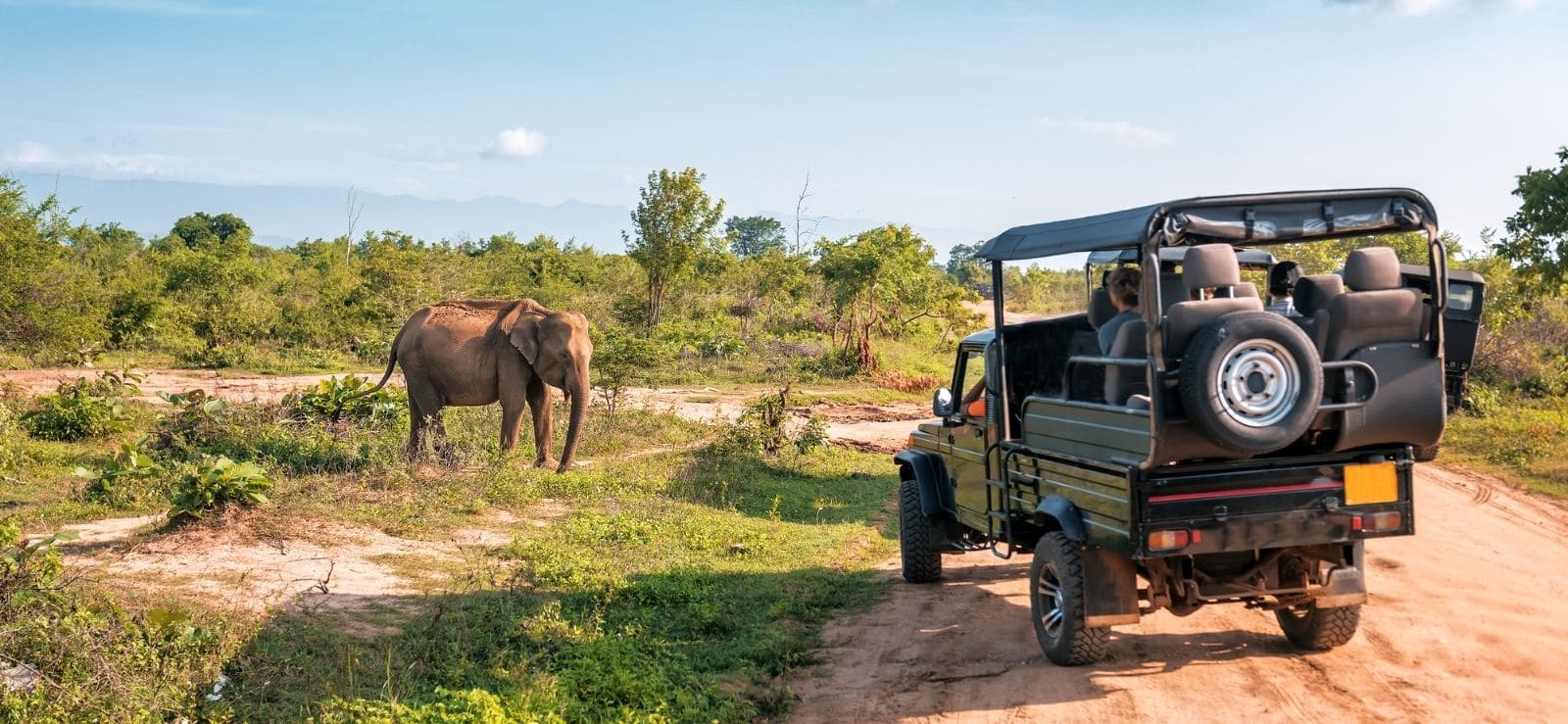 Safari view