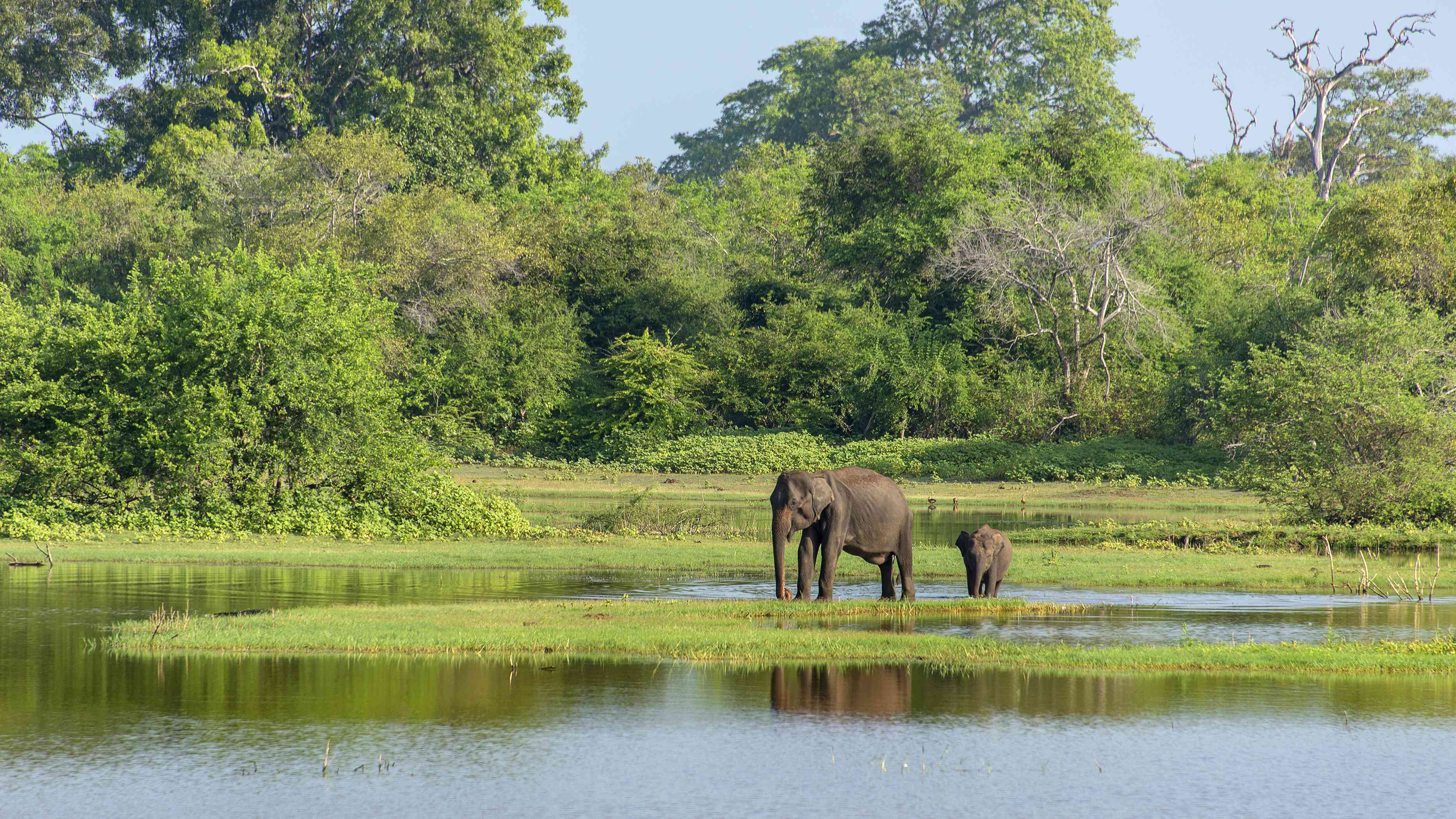 Safari experience