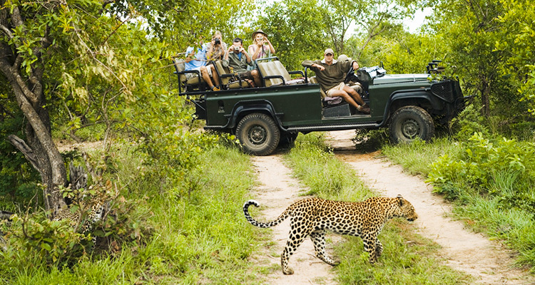 Safari moment
