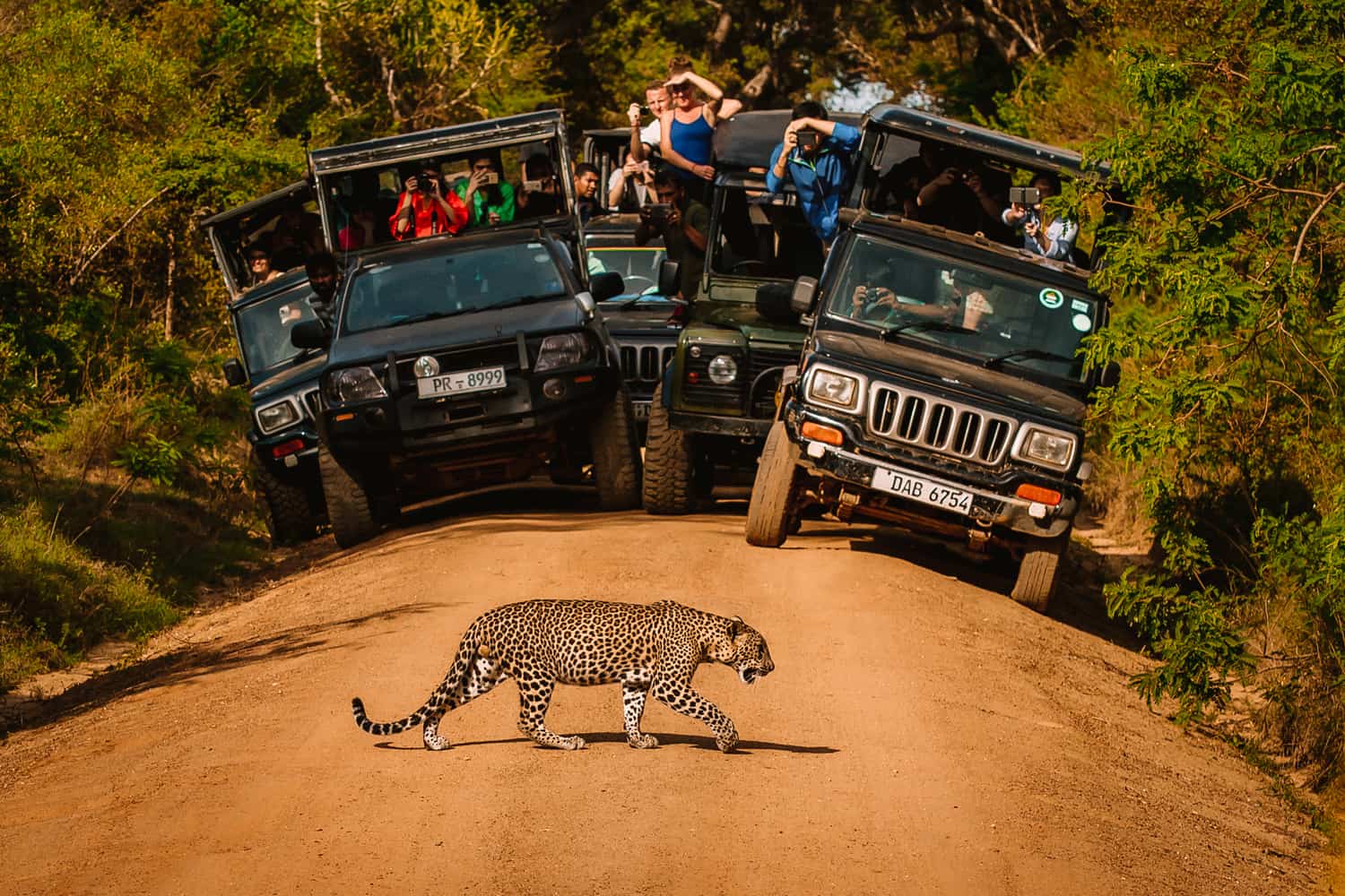 Safari landscape