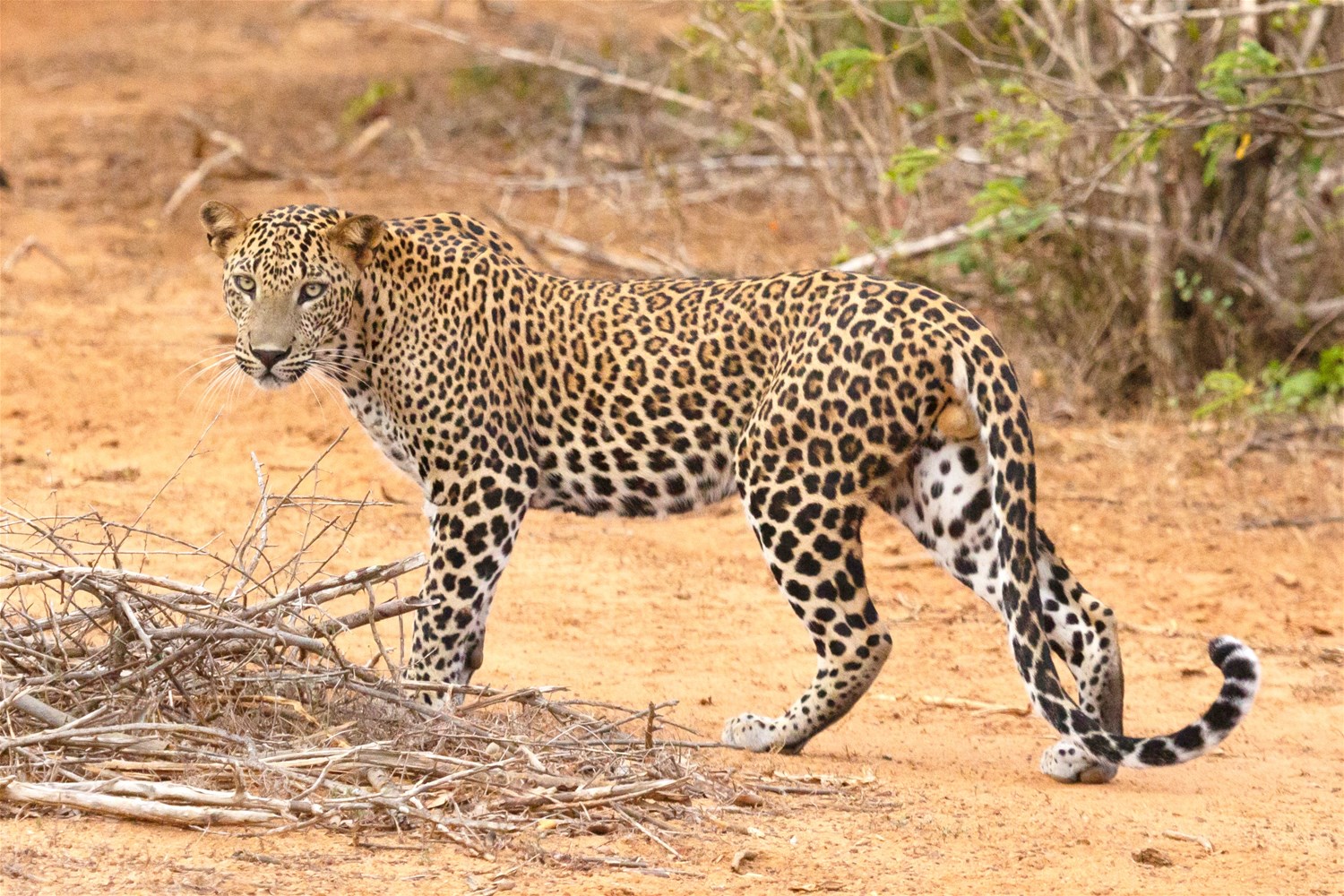 Safari wildlife