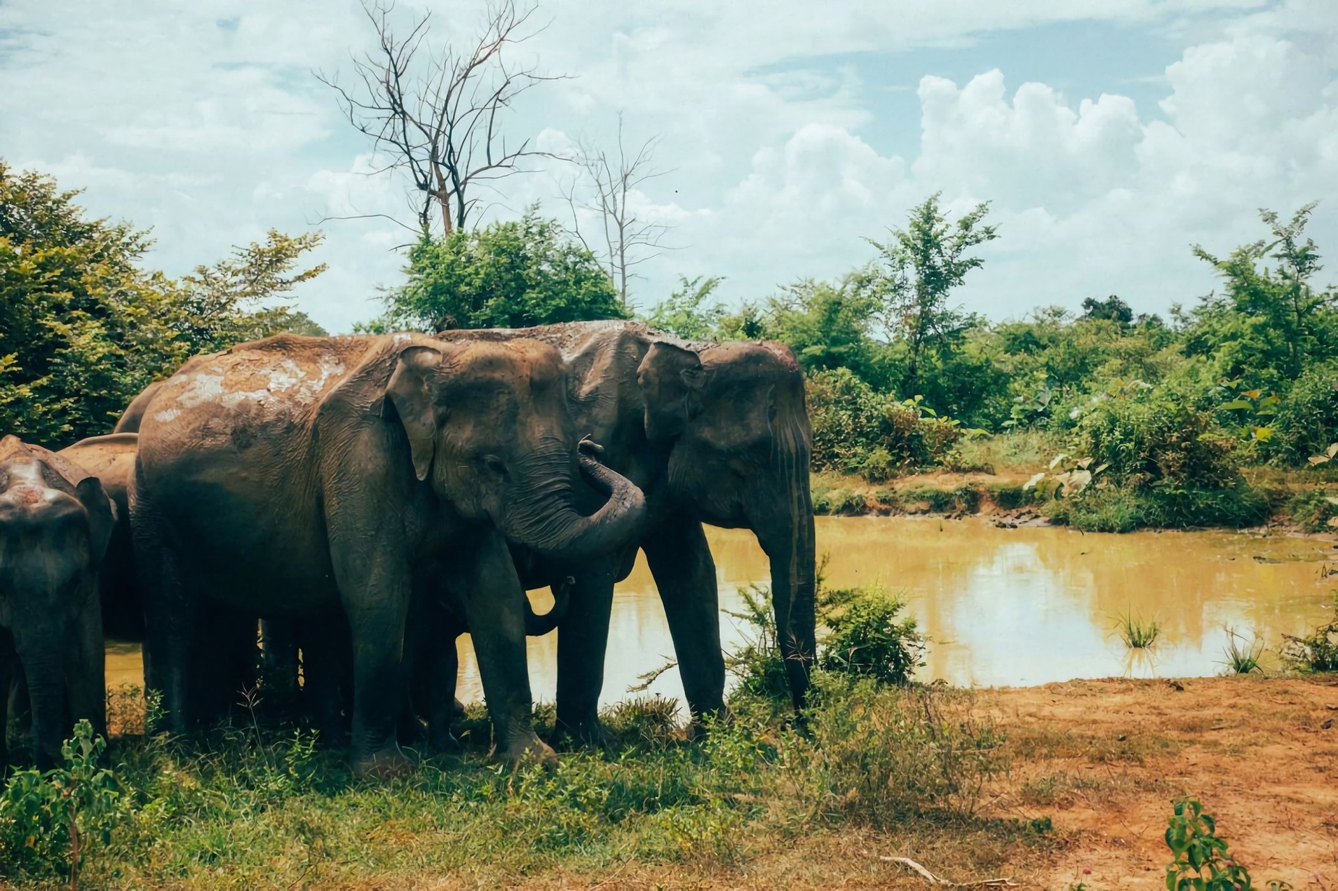 Safari animals