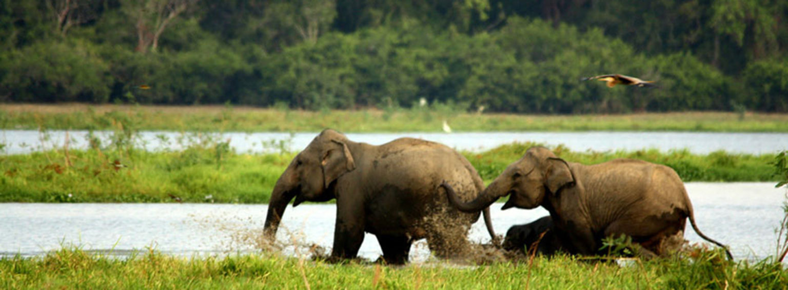 Lahugala Kitulana National Park